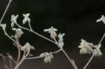 Longleaf buckwheat